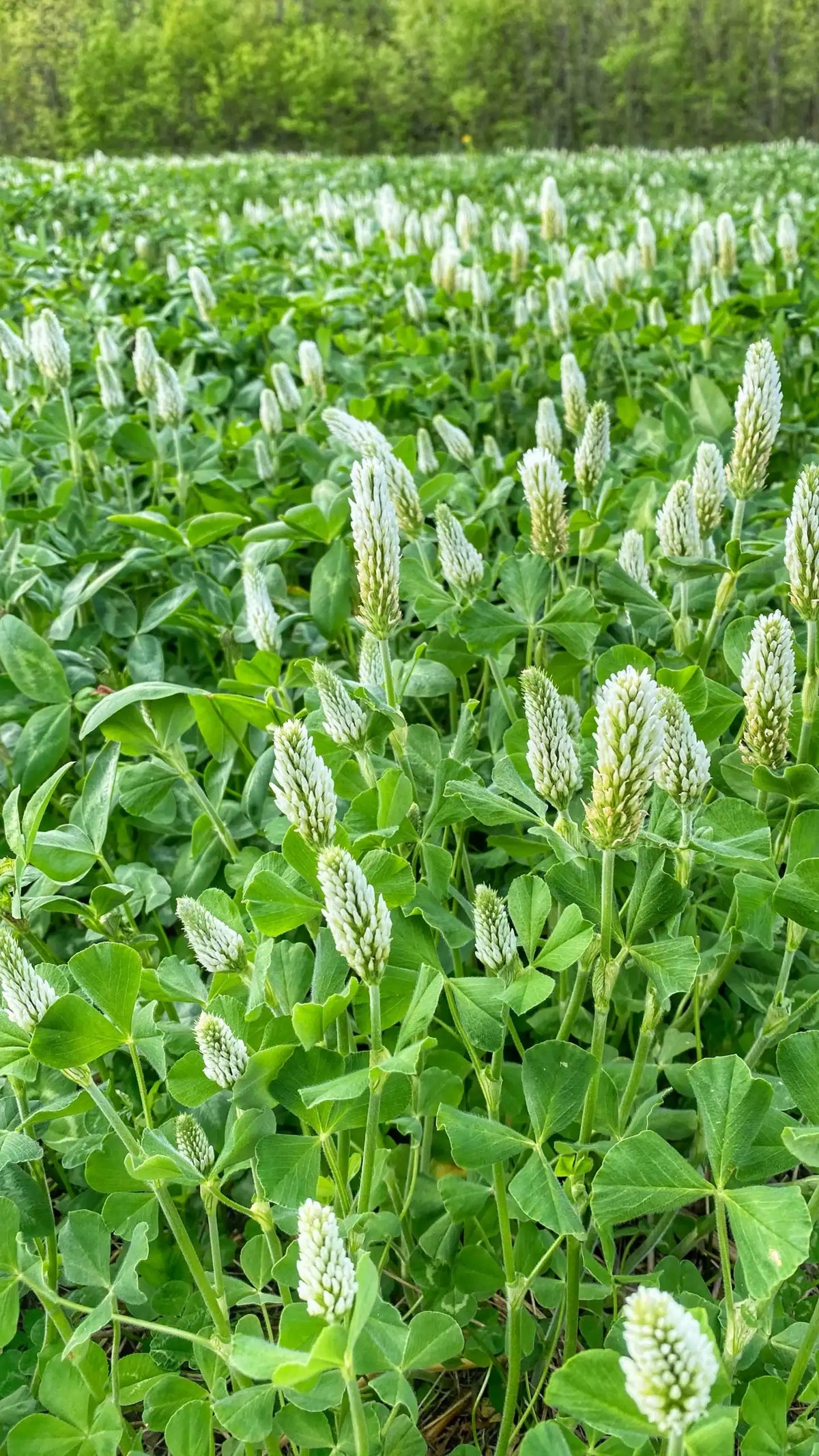 BIG TINE FOUNDATION CLOVER