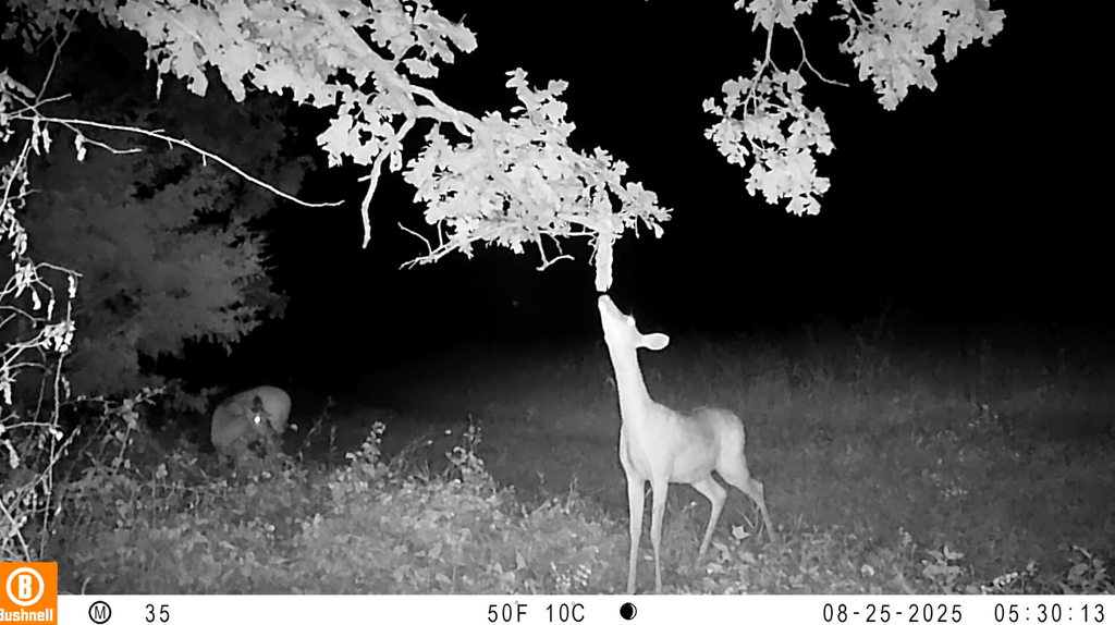 Scrape Queen | Doe Preorbital Gland